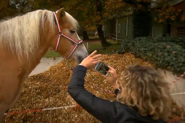 paardenfotograaf