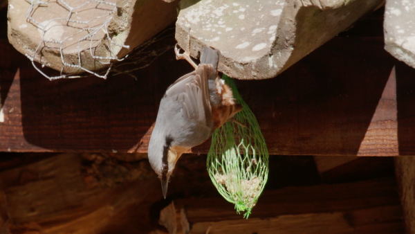 Stap 1 vogels spotten 