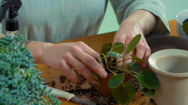 Stap 2 planten stekken