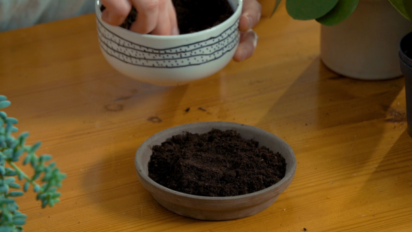 Sedum Burrito stap 1