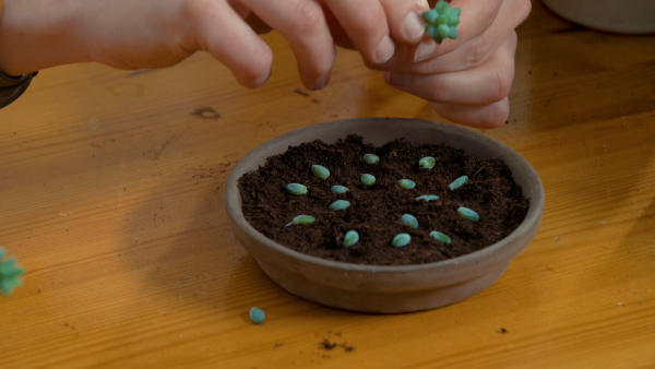 Sedum Burrito stap 2