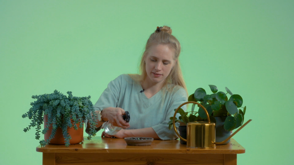 Sedum Burrito Stap 3