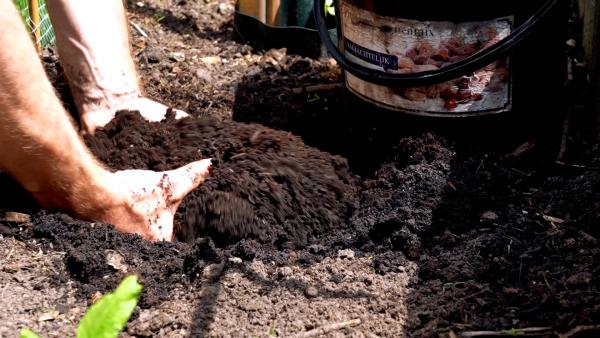 Tip 2 - Zonnebloem zaaien