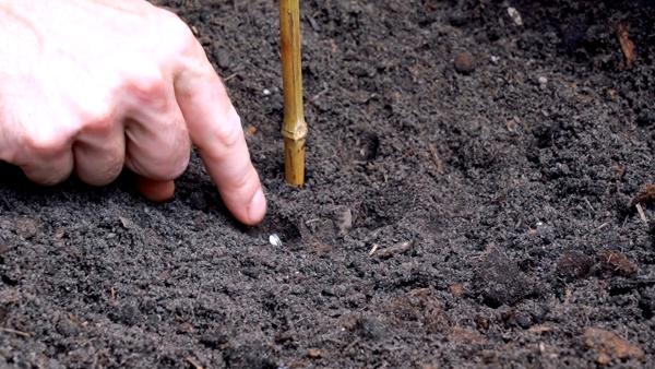 Tip 2 - Zonnebloem zaaien