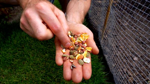 Tip 5 - Zonnebloem zaaien