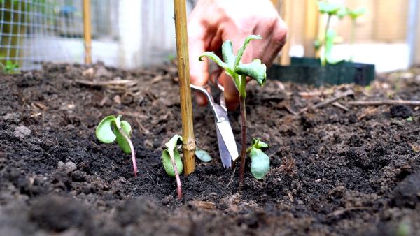 Stap 2 - De sterkste zonnebloem kiezen
