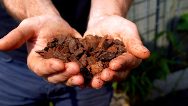 Tip - De sterkste zonnebloem kiezen