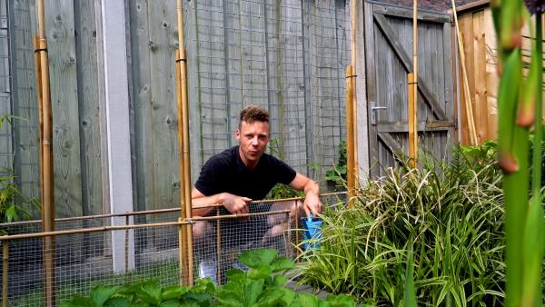 Tip 2 - kies de sterkste zonnebloem