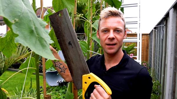 Tip 3 - Zonnebloem verzorgen