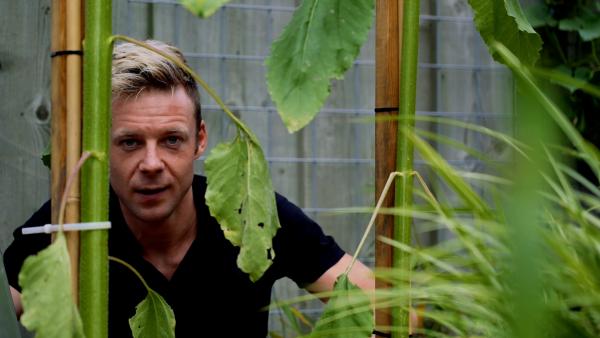 Tip 4 - Zonnebloem verzorgen