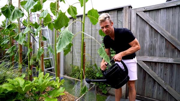 Tip 1 - zonnebloem verzorgen