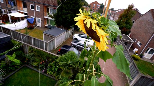 Stap 1 - Zonnebloem meten
