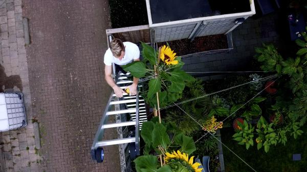 Stap 2 - Zonnebloem meten