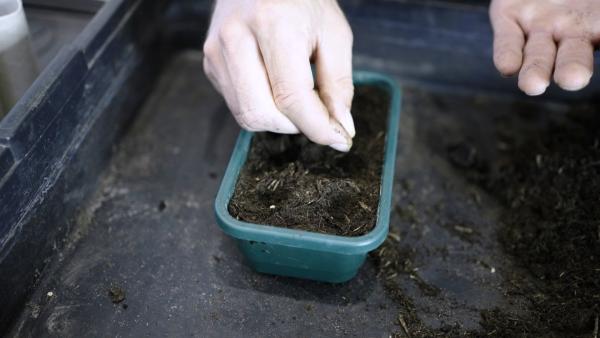 Zaaien - Stap 1 - Moestuin maken