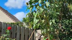 De zonnebloem van Puck meet 4.5 meter